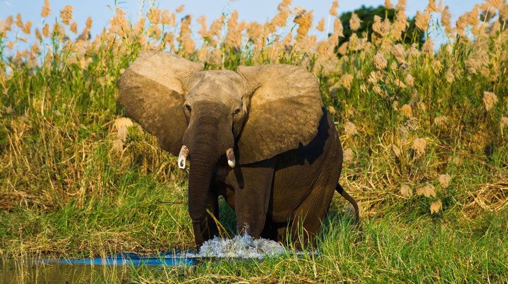 Manda National Park